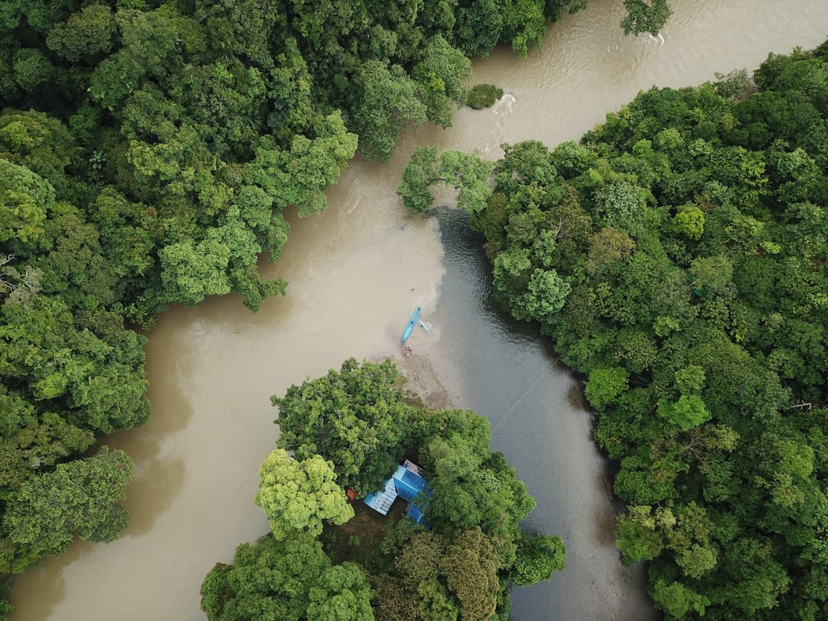 Aerial view of tropical rainforest canopy